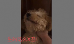 动物交视频,自然界的繁衍奇观揭秘